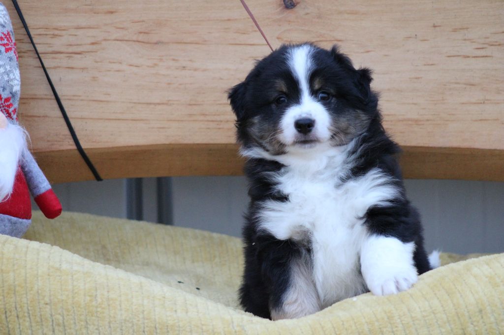 des Romarins de Mayerling - Chiots disponibles - Berger Américain Miniature 