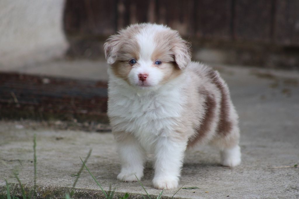 des Romarins de Mayerling - Chiots disponibles - Berger Américain Miniature 